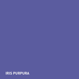 Iris Purpura